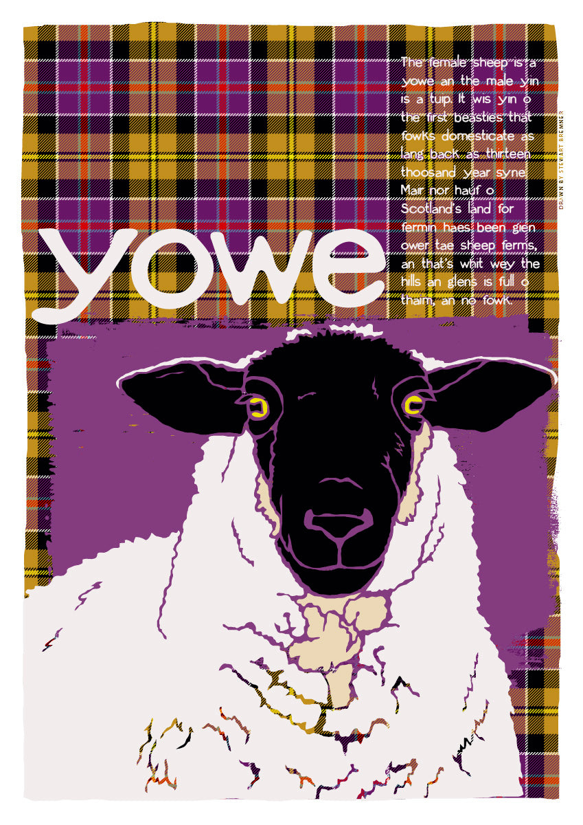 Yowe oan tartan – giclée print – Indy Prints by Stewart Bremner