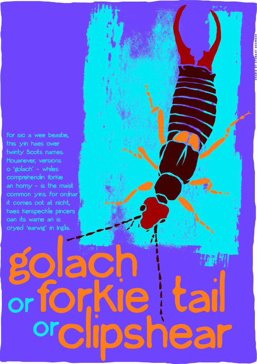 Golach or forkie-tail or clipshear – poster