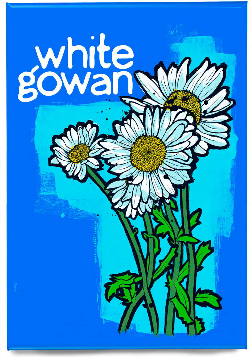 White gowan – magnet