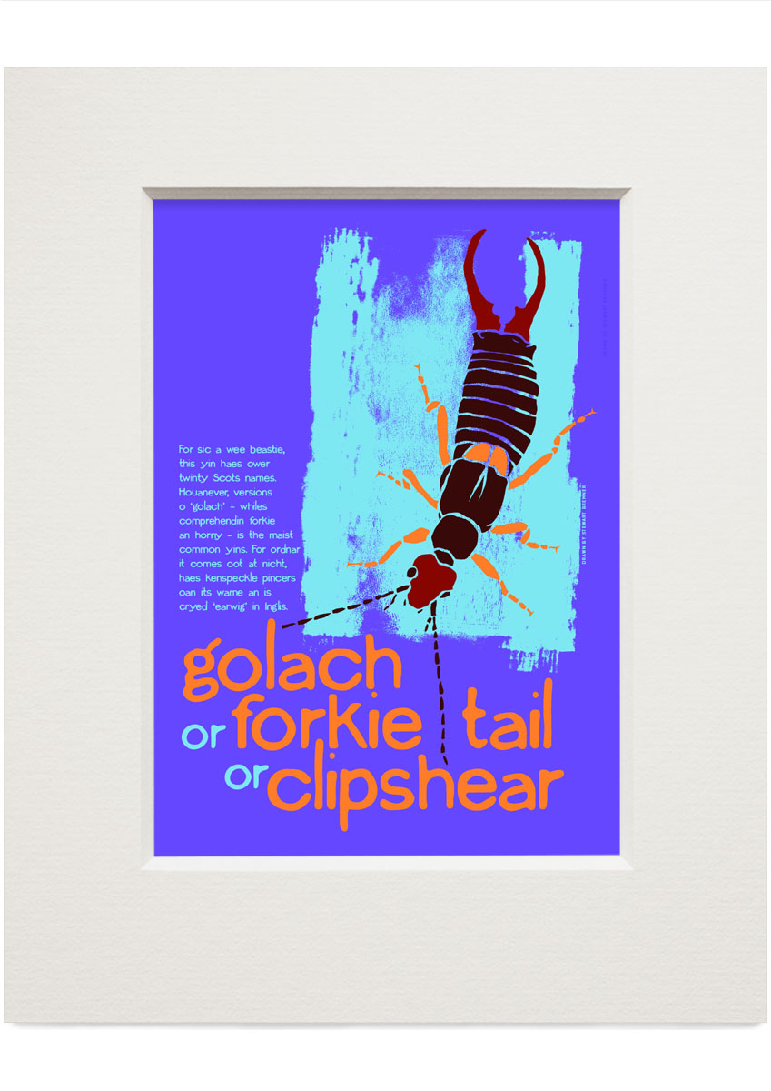 Golach or forkie-tail or clipshear – small mounted print