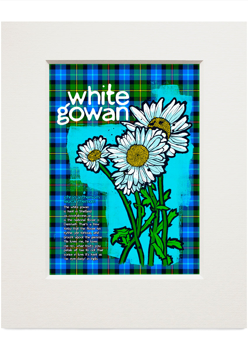 White gowan oan tartan – small mounted print