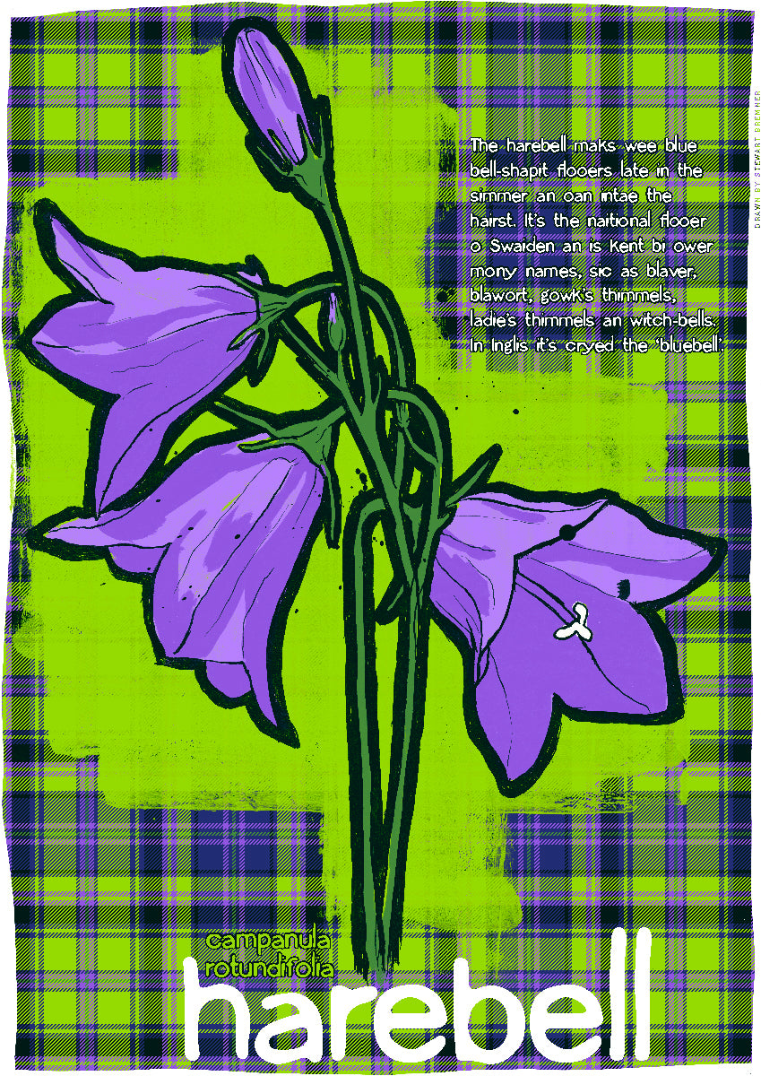 Harebell oan tartan – giclée print