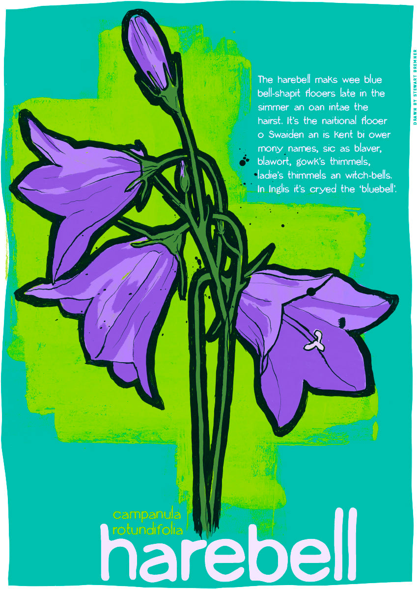 Harebell – giclée print