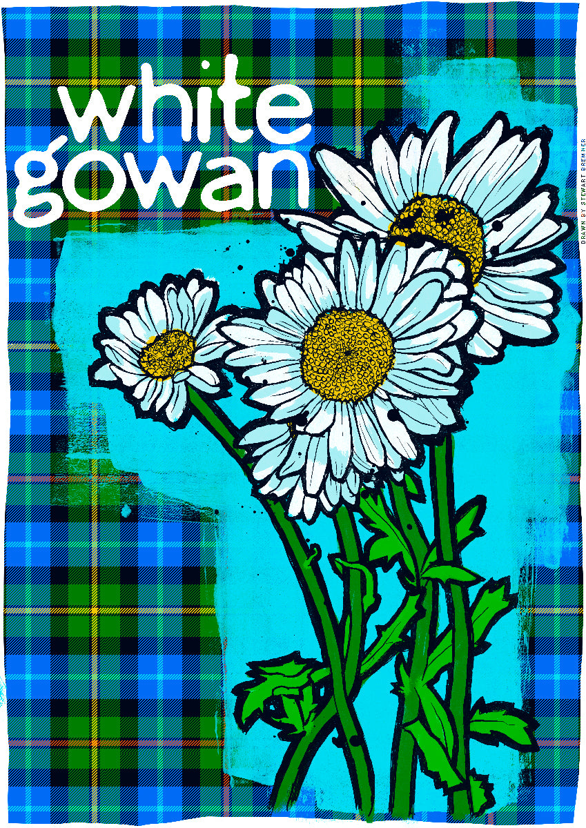White gowan oan tartan – poster