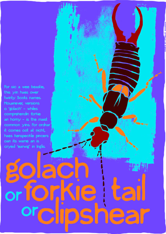 Golach or forkie-tail or clipshear – giclée print