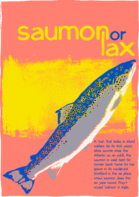 Saumon or lax – giclée print