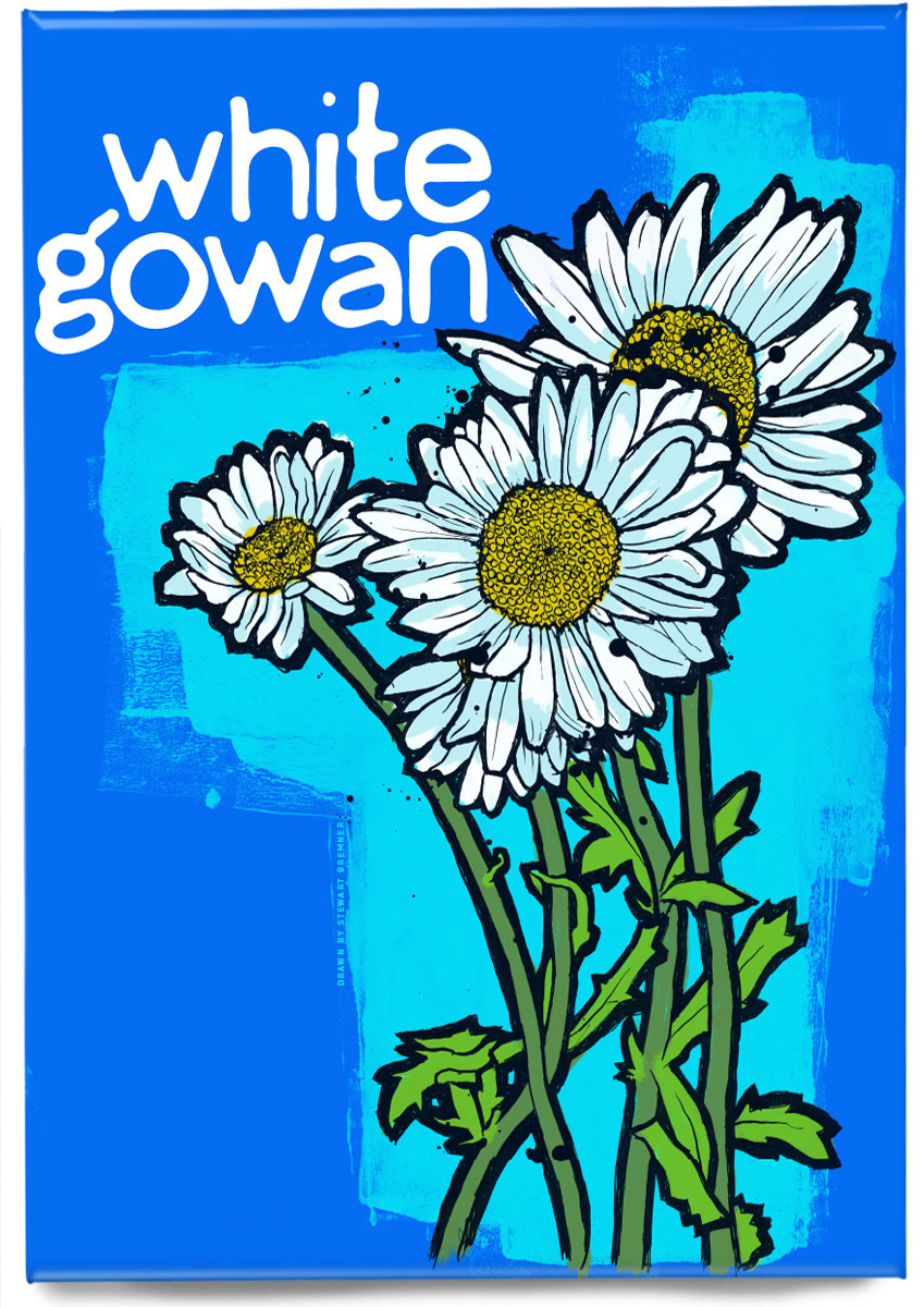 White gowan – magnet