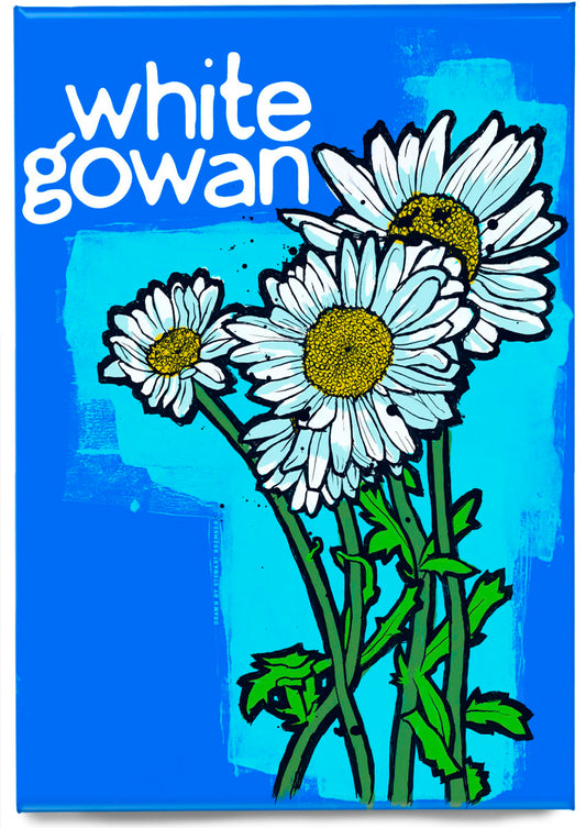 White gowan – magnet