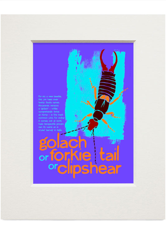 Golach or forkie-tail or clipshear – small mounted print