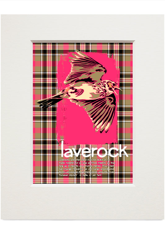 Laverock oan tartan – small mounted print
