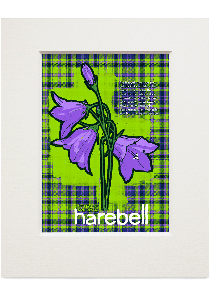 Harebell oan tartan – small mounted print