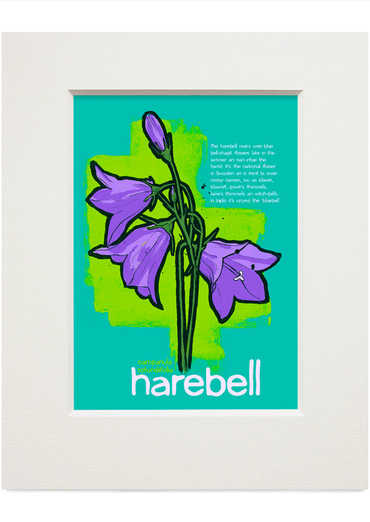 Harebell – small mounted print