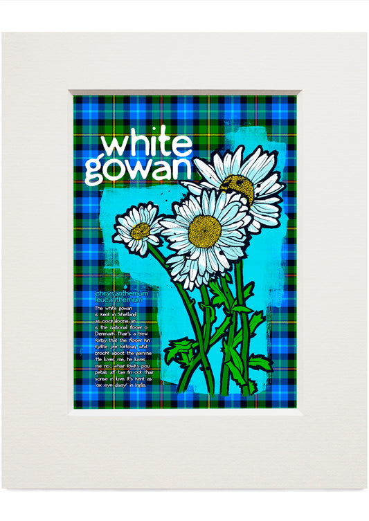 White gowan oan tartan – small mounted print