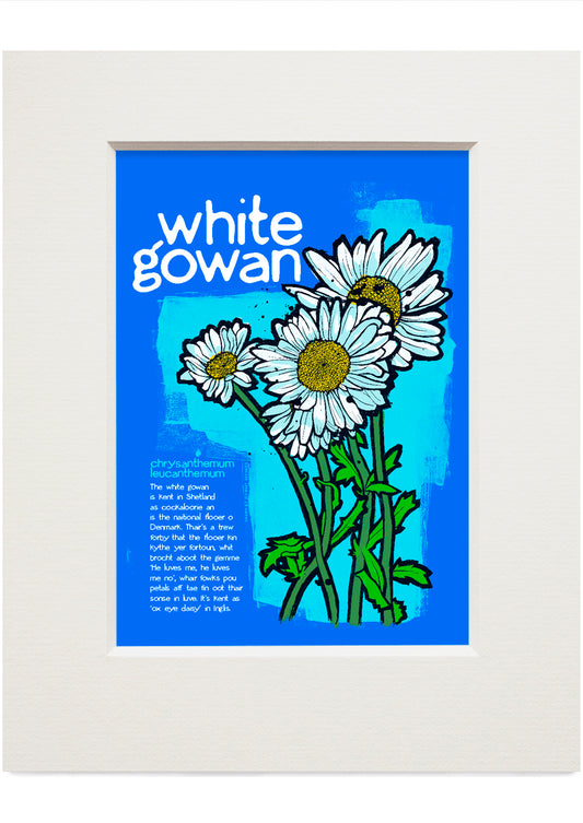 White gowan – small mounted print