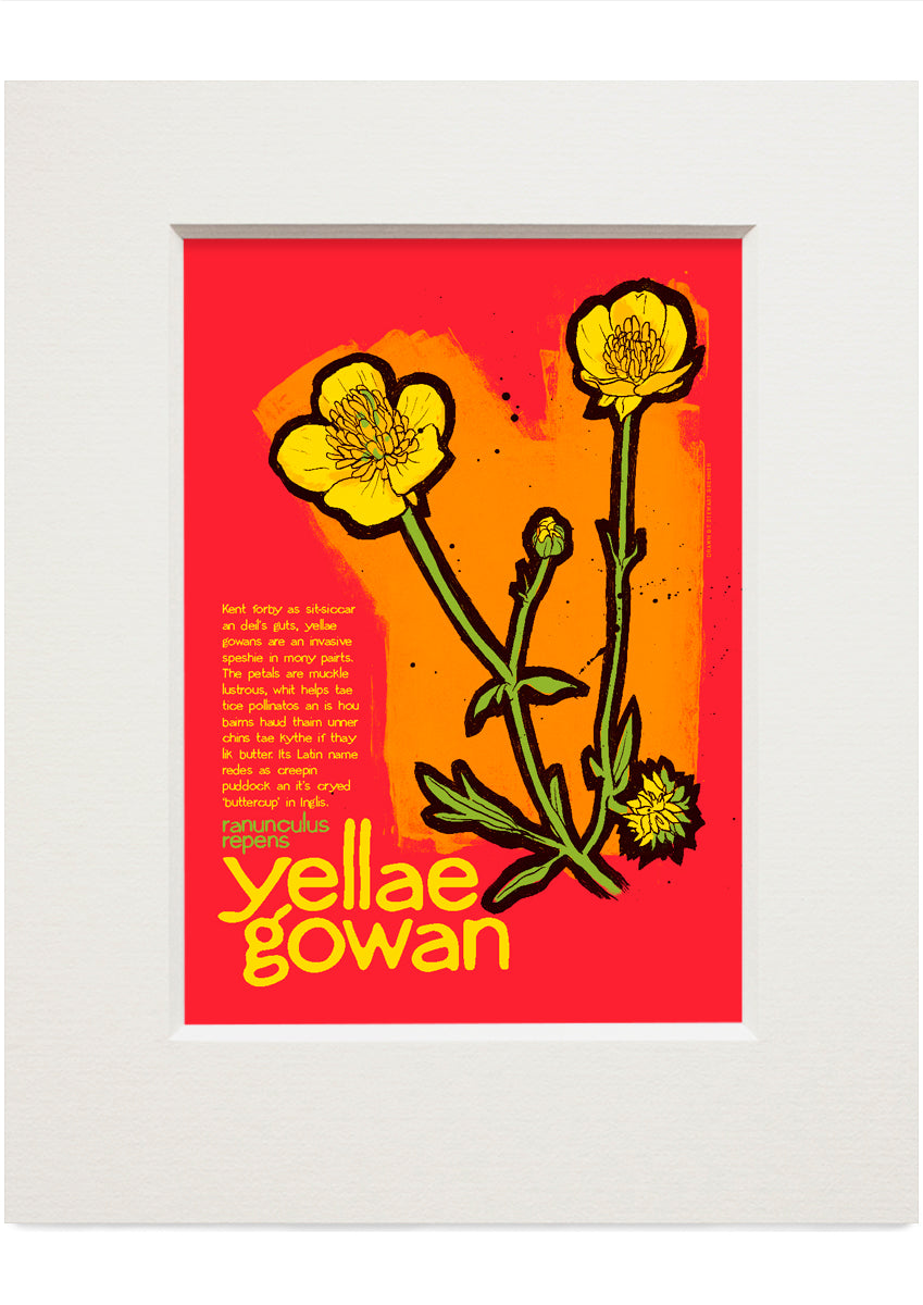 Yellae gowan – small mounted print
