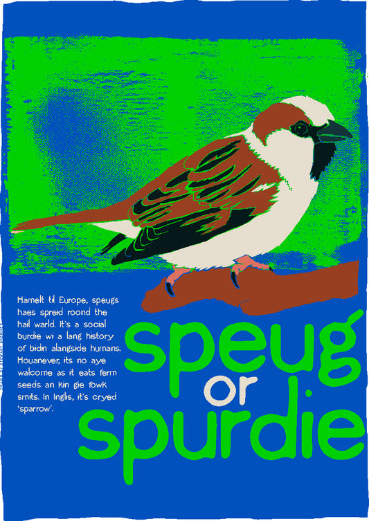 Speug or spurdie – giclée print