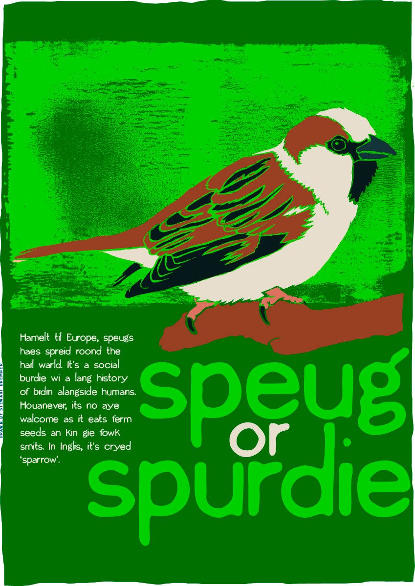 Speug or spurdie – giclée print