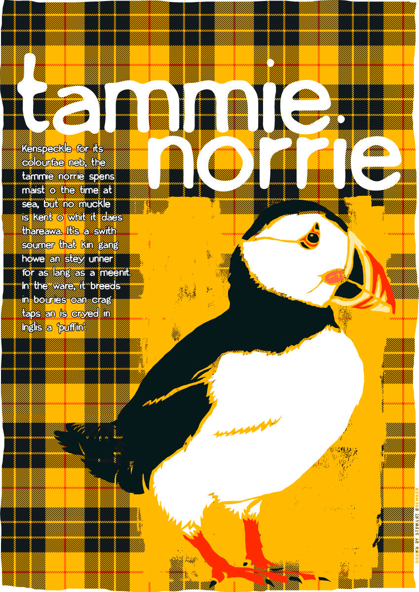 Tammie norrie oan tartan (yellow) – poster