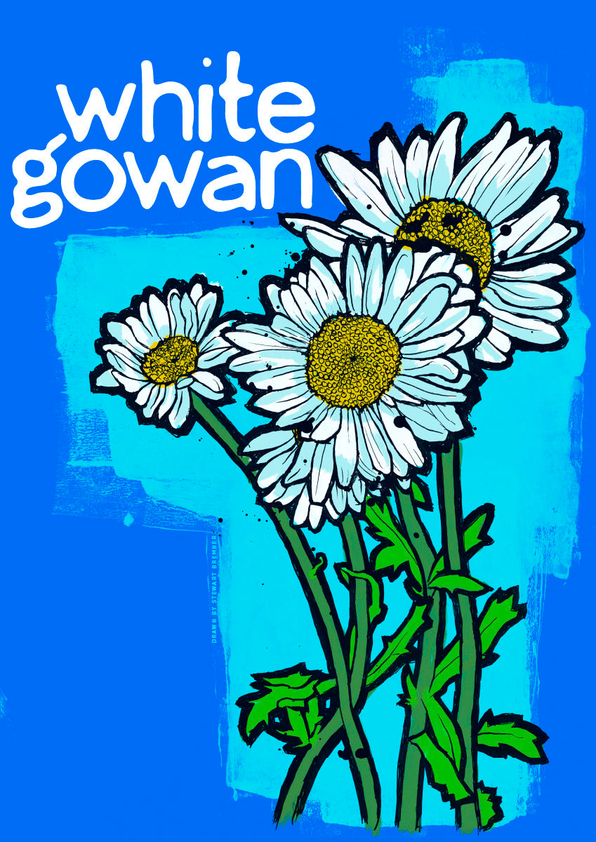 White gowan – poster