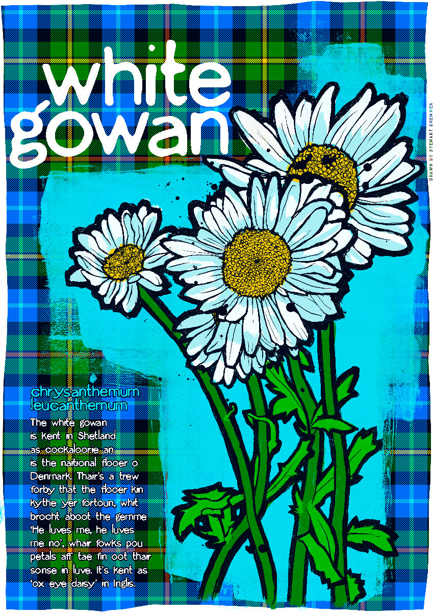 White gowan oan tartan – giclée print