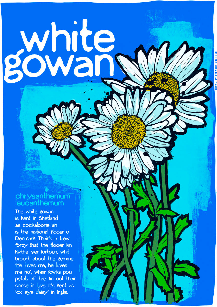 White gowan – poster